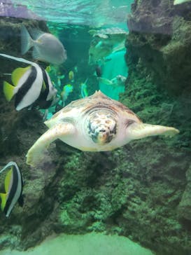 鴨川シーワールドに投稿された画像（2022/2/14）