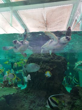 鴨川シーワールドに投稿された画像（2022/2/14）