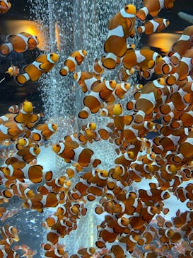 鴨川シーワールドに投稿された画像（2022/2/15）