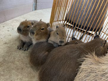 伊豆シャボテン動物公園に投稿された画像（2022/2/15）