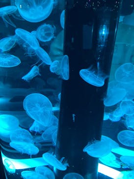 マクセル アクアパーク品川に投稿された画像（2022/2/15）