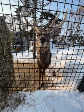 旭川市旭山動物園に投稿された画像（2022/2/15）