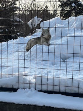 旭川市旭山動物園に投稿された画像（2022/2/15）