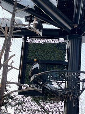 旭川市旭山動物園に投稿された画像（2022/2/15）