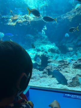 沖縄美ら海水族館に投稿された画像（2022/2/15）