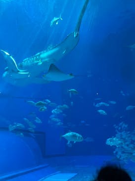 沖縄美ら海水族館に投稿された画像（2022/2/15）