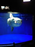 サンシャイン水族館に投稿された画像（2022/2/15）