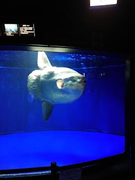 サンシャイン水族館に投稿された画像（2022/2/15）