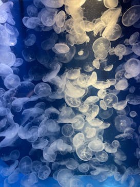 鴨川シーワールドに投稿された画像（2022/2/15）