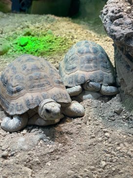 サンシャイン水族館に投稿された画像（2022/2/15）
