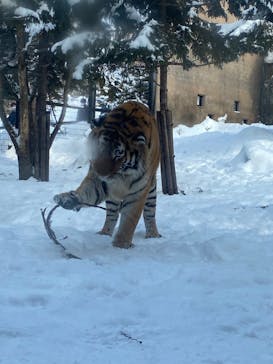 旭川市旭山動物園に投稿された画像（2022/2/15）