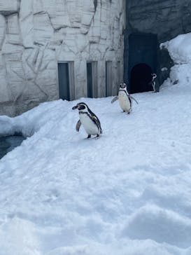 旭川市旭山動物園に投稿された画像（2022/2/15）