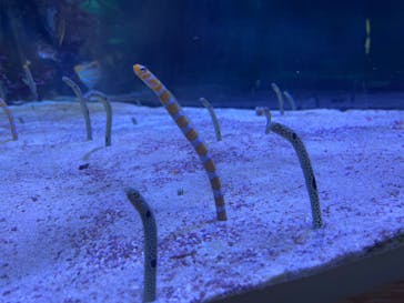 名古屋港水族館に投稿された画像（2022/2/15）