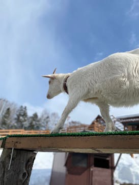 旭川市旭山動物園に投稿された画像（2022/2/15）