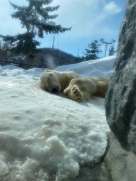 旭川市旭山動物園に投稿された画像（2022/2/15）