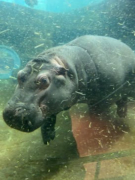 旭川市旭山動物園に投稿された画像（2022/2/15）