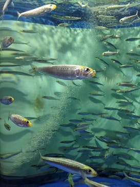 しながわ水族館に投稿された画像（2022/2/15）