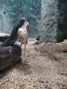 天王寺動物園に投稿された画像（2022/2/15）
