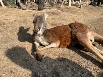 神戸どうぶつ王国に投稿された画像（2022/2/15）