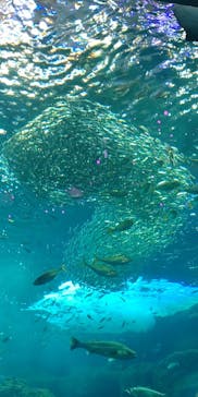 新江ノ島水族館に投稿された画像（2022/2/16）