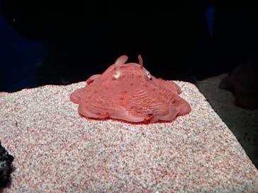 サンシャイン水族館に投稿された画像（2022/2/16）