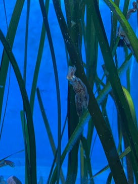 サンシャイン水族館に投稿された画像（2022/2/16）