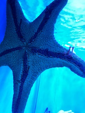 サンシャイン水族館に投稿された画像（2022/2/16）