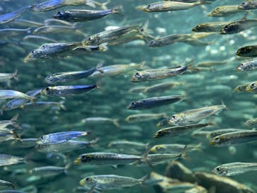 サンシャイン水族館に投稿された画像（2022/2/16）