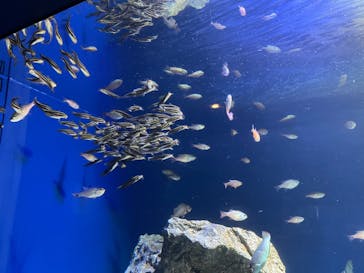 サンシャイン水族館に投稿された画像（2022/2/16）