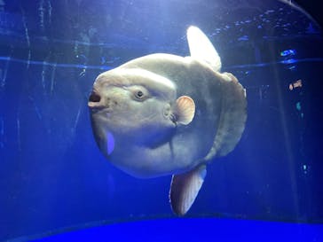 サンシャイン水族館に投稿された画像（2022/2/16）