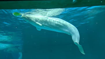 鴨川シーワールドに投稿された画像（2022/2/16）