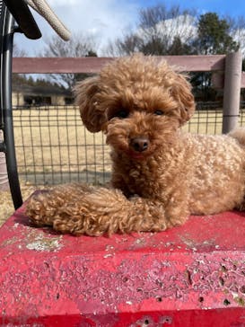 世界の名犬牧場に投稿された画像（2022/2/16）