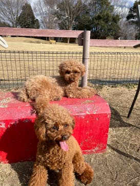 世界の名犬牧場に投稿された画像（2022/2/16）