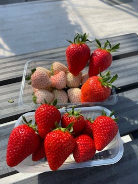 軽井沢ガーデンファームいちご園に投稿された画像（2022/2/16）