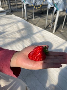 軽井沢ガーデンファームいちご園に投稿された画像（2022/2/16）