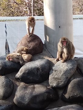 おさるランド＆アニタウン　日光さる軍団劇場に投稿された画像（2022/2/16）