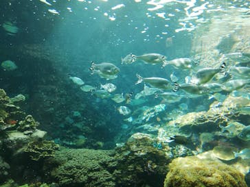 串本海中公園水族館に投稿された画像（2022/2/16）