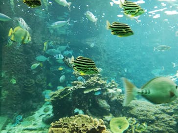 串本海中公園水族館に投稿された画像（2022/2/16）