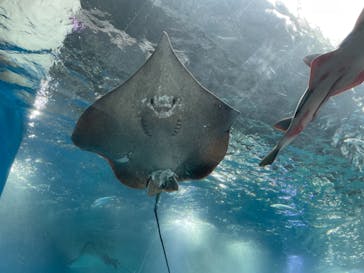 マクセル アクアパーク品川に投稿された画像（2022/2/16）