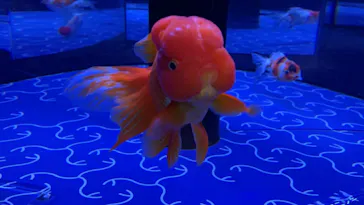 すみだ水族館に投稿された画像（2022/2/16）