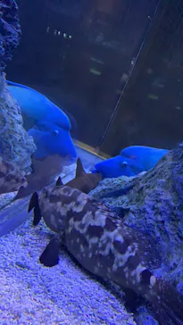 すみだ水族館に投稿された画像（2022/2/16）