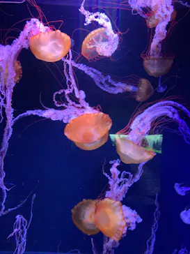 すみだ水族館に投稿された画像（2022/2/16）