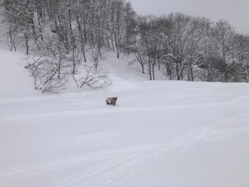 Hakuba47ウィンタースポーツパークに投稿された画像（2022/2/17）