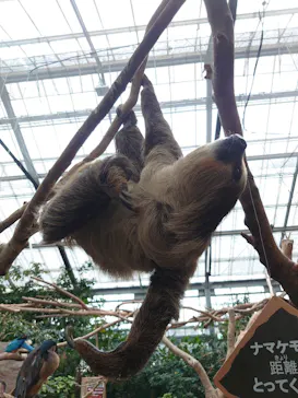 神戸どうぶつ王国に投稿された画像（2022/2/17）