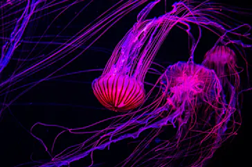 すみだ水族館に投稿された画像（2022/2/17）