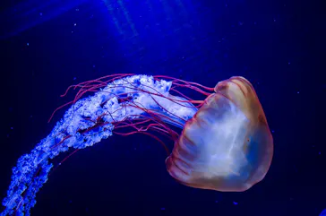 すみだ水族館に投稿された画像（2022/2/17）