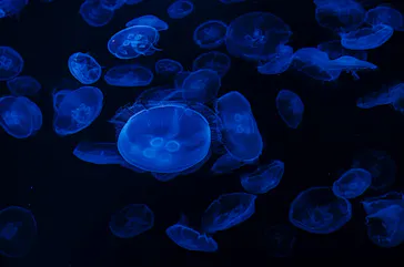 すみだ水族館に投稿された画像（2022/2/17）