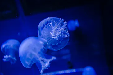 すみだ水族館に投稿された画像（2022/2/17）