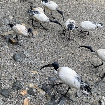 ネオパークオキナワに投稿された画像（2022/2/17）