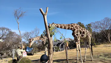 天王寺動物園に投稿された画像（2022/2/17）